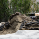 Image for article titled Ancient Bones and Millionaires: Dinosaurs For Sale in Manhattan